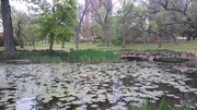 A pond on Texas Women's University campus